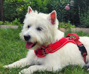Easy walk – idealne szelki dla Twojego psa 