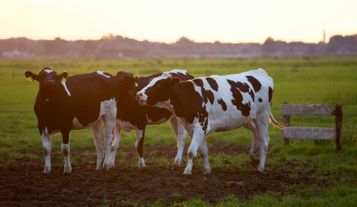 Three Holstein cows stand in a lush grassy field during sunset, creating a serene rural scene.